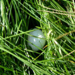 深いラフと浮いたラフ　蛭田みな美流の打ち方を解説！