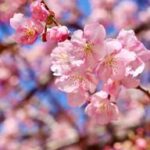 群馬の春を彩る！おすすめお花見スポットとライトアップ情報